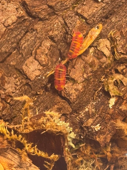 5 Ct Ardentiella/Merulanella Scarlets Isopod by YFPD