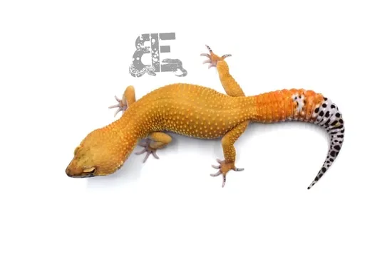 SHTCTB 100% Het Tremper Ph Eclipse Leopard Gecko by