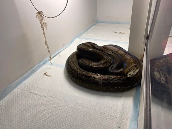 Platinum Goldenchild Tiger Hogs Reticulated Python by Reptile Affairs