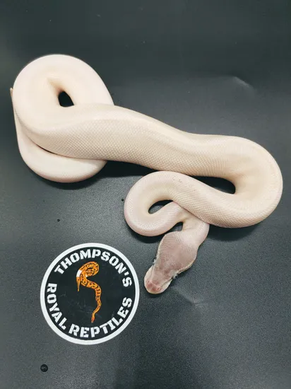 Super Mojave Ball Python by Thompson's Royal Reptiles