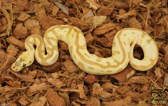 Leo Lesser Ball Python Enchi YB Lesser (Super) Leo Batman Ball Python by Zalac Xenomorphs