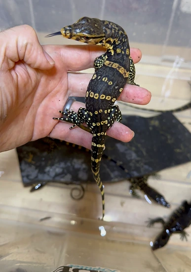 100% Het Axanthic Asian Water Monitor by Jade Reptiles
