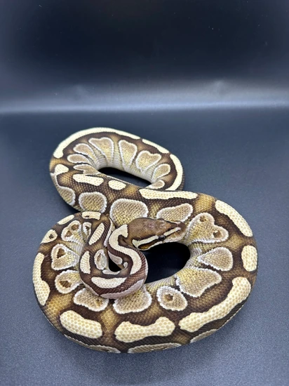 Jet Fuel Ball Python Mojave Fire Ball Python by Mutant Freaks