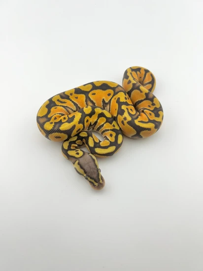 Pastel Orange Dream Hypo Het Puzzle Het Sunset Ball Python by ZDC Reptiles