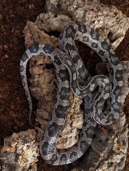 Adult Anery PROVEN Corn Snake by Splinter Exotics