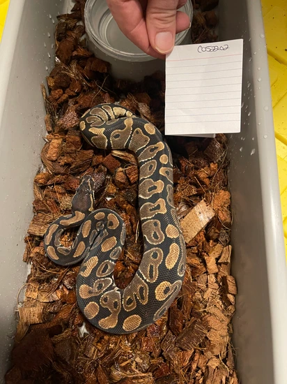 Normal Ball Python by Zippy's Ball Pythons