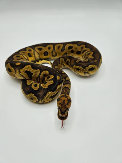 PAIR Clown DH Sunset Pieds! Ball Python by ZM Exotics