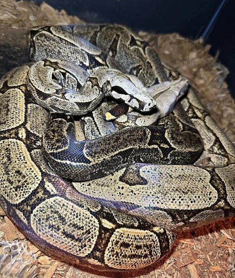 boa constrictor amarali premio de roma pythons and... Orange Crush Bolivian Amarali (Vin Russo Line) Short-Tailed Boa ...